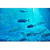 blue background ocean underwater aquarium with fishes and reef