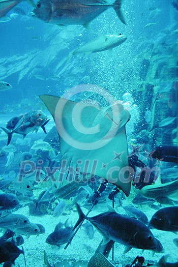 blue background ocean underwater aquarium with fishes and reef blue background ocean underwater aquarium with fishes and reef