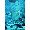 blue background ocean underwater aquarium with fishes and reef