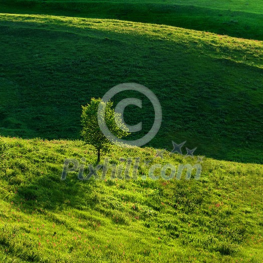 Green meadow and tree
