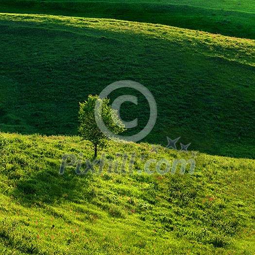 Green meadow and tree Green meadow and tree