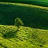 Green meadow and tree