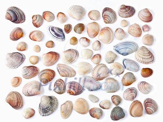 various color shell isolated on white various color shell isolated on white