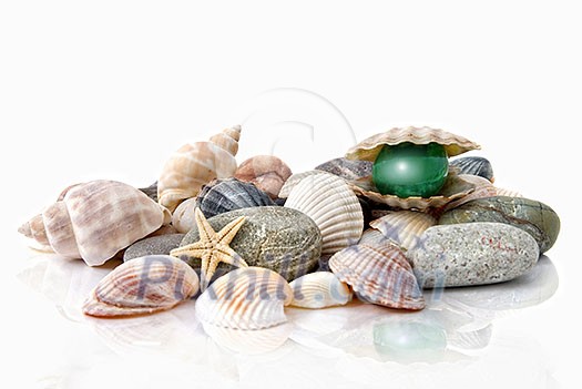 various color shells with stylized pearl isolated on white various color shells with stylized pearl isolated on white