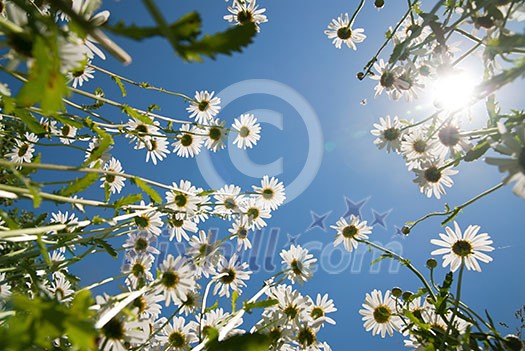 white chamomiles against blue sky and sun