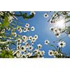 white chamomiles against blue sky and sun