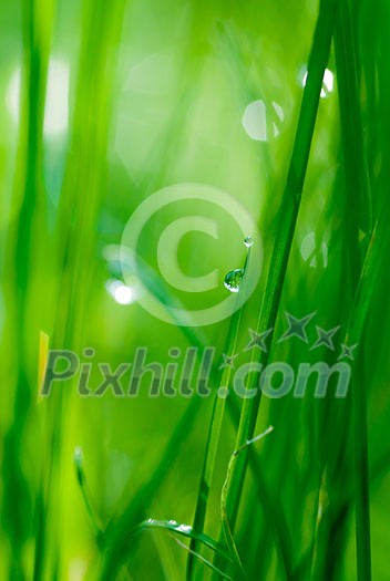 drop on grass and green background with natural bokeh, soft focus
