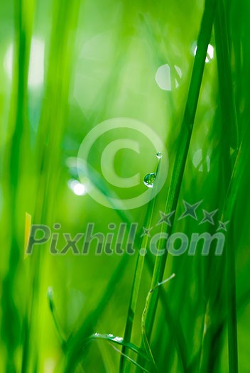 drop on grass and green background with natural bokeh, soft focus drop on grass and green background with natural bokeh, soft focus
