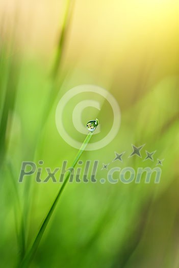 green grass with water drop and sun light