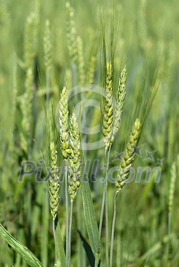 green wheat green wheat