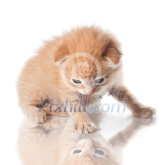 kitten looking on his reflection isolated on white
