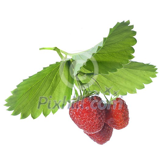 Strawberry with leaves isolated on white