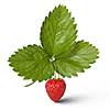 Strawberry with leaves isolated on white