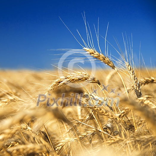 golden wheat against blue sky golden wheat against blue sky