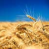 golden wheat against blue sky