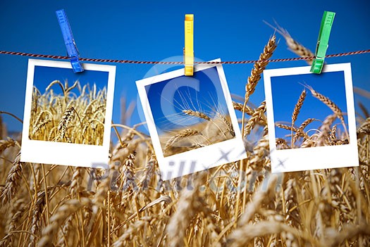 photos of wheat hang on rope with pins against wheat field