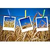 photos of wheat hang on rope with pins against wheat field