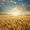 wheat field on sunset