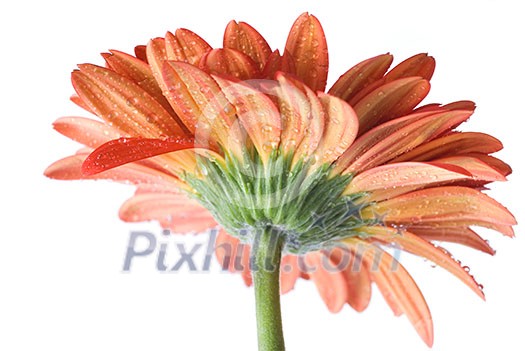 Red daisy-gerbera with water drops isolated on white