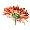 Red daisy-gerbera with water drops isolated on white