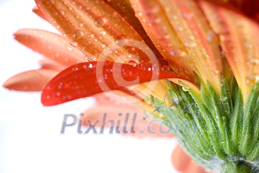 Macro of red daisy-gerbera head with water drops isolated on white