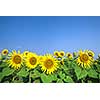 sunflower field over blue sky