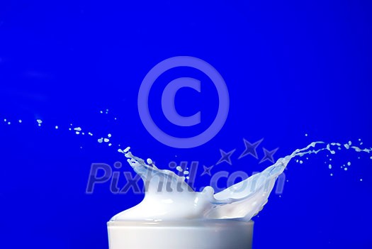 Milk splash isolated on blue Milk splash isolated on blue