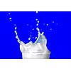 Milk splash isolated on blue