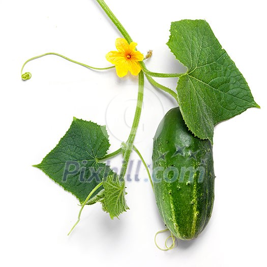 green cucumber with leaves and flower isolated on white