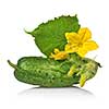 green cucumber with leaves and flower isolated on white