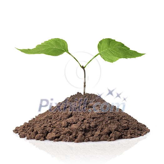 green plant with leaves in earth isolated on white green plant with leaves in earth isolated on white