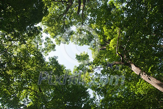 green forest green forest