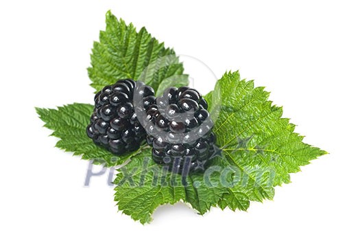 blackberry with green leaf isolated on white