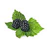 blackberry with green leaf isolated on white