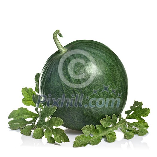 watermelon with leaves isolated on white watermelon with leaves isolated on white