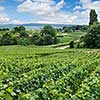 Vineyard landscape, Montagne de Reims, France