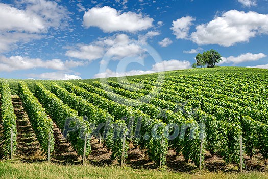 Vineyard landscape, Montagne de Reims, France Vineyard landscape, Montagne de Reims, France