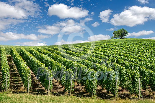 Vineyard landscape, Montagne de Reims, France