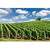 Vineyard landscape, Montagne de Reims, France