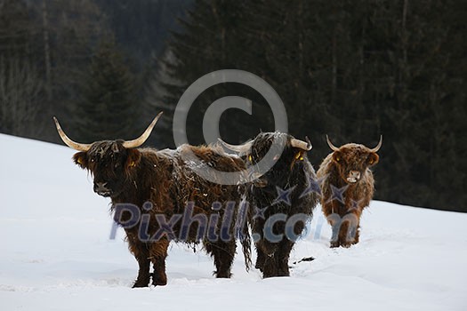 nature scene with cow animal at winter with snow  mountain landscape in background