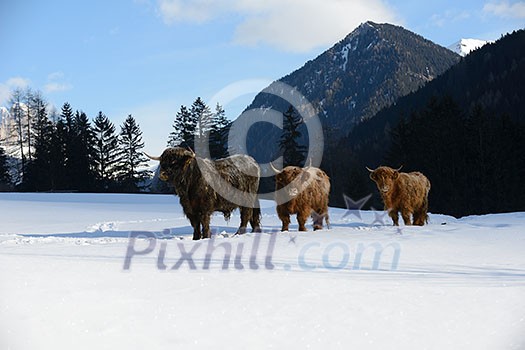 nature scene with cow animal at winter with snow mountain landscape in background nature scene with cow animal at winter with snow mountain landscape in background