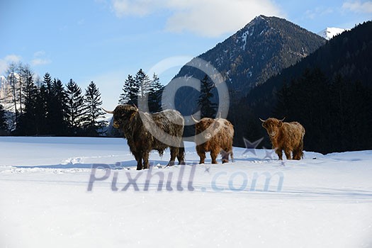 nature scene with cow animal at winter with snow  mountain landscape in background