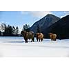 nature scene with cow animal at winter with snow  mountain landscape in background