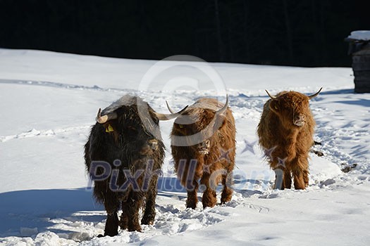 nature scene with cow animal at winter with snow mountain landscape in background nature scene with cow animal at winter with snow mountain landscape in background