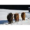 nature scene with cow animal at winter with snow  mountain landscape in background