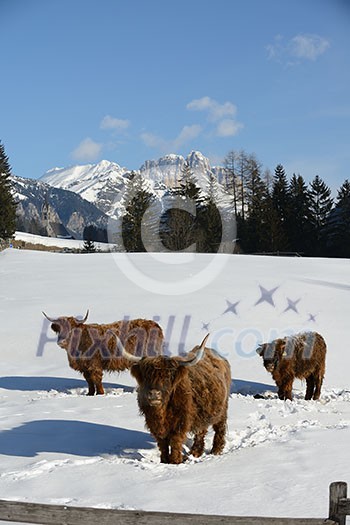 nature scene with cow animal at winter with snow mountain landscape in background nature scene with cow animal at winter with snow mountain landscape in background