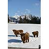 nature scene with cow animal at winter with snow  mountain landscape in background