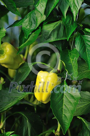 paprika in greenhouse