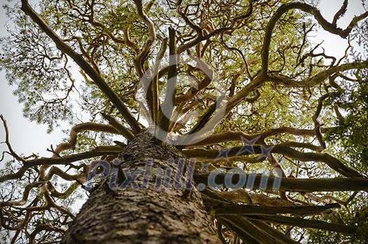 Branches of old pine tree in national park Branches of old pine tree in national park