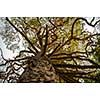 Branches of old pine tree in national park